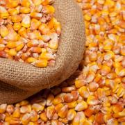 Corn_Many_Grain_522814_3840x2160.jpg