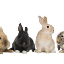 Rabbits_White_background_562838_6000x3000.jpg