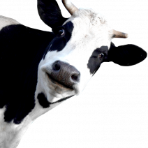 cuteCowLeft.png