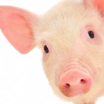 pig-e1488560692557.jpg