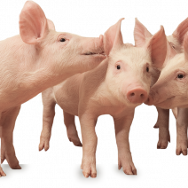 sex-selection-piglet-line.png
