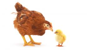 chickens.jpg