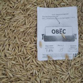 овес.jpg